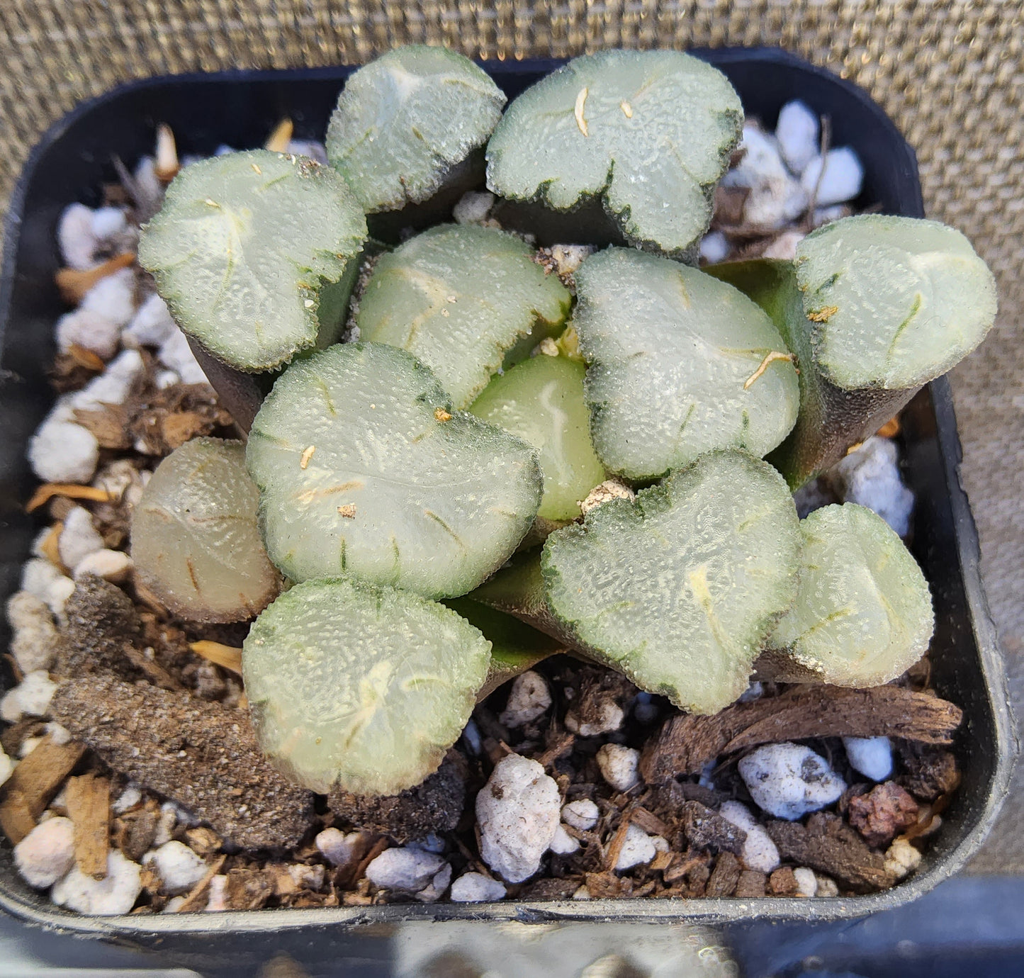 Haworthia maughanii 'Amaterasu/ 天照' Live Succulent Growing in a 2.5 Inch