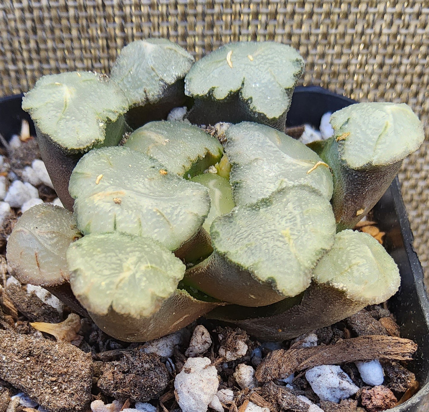 Haworthia maughanii 'Amaterasu/ 天照' Live Succulent Growing in a 2.5 Inch