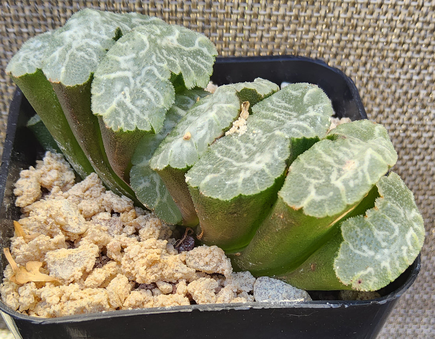 Haworthia Truncata 'Himekami' Live Succulent Growing in a 2.5 Inch