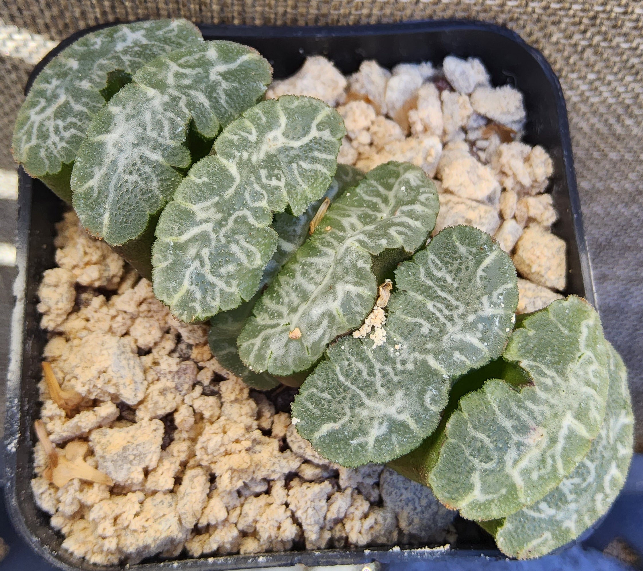 succulent h Haworthia Truncata 'Himekami' Live Succulent Growing in a 2.5 Inch – Phoenix Rising Succulents