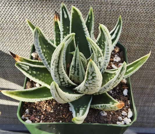 Tulista/Haworthia pumila 'Emperor' Live Succulent Growing in 4 Inch