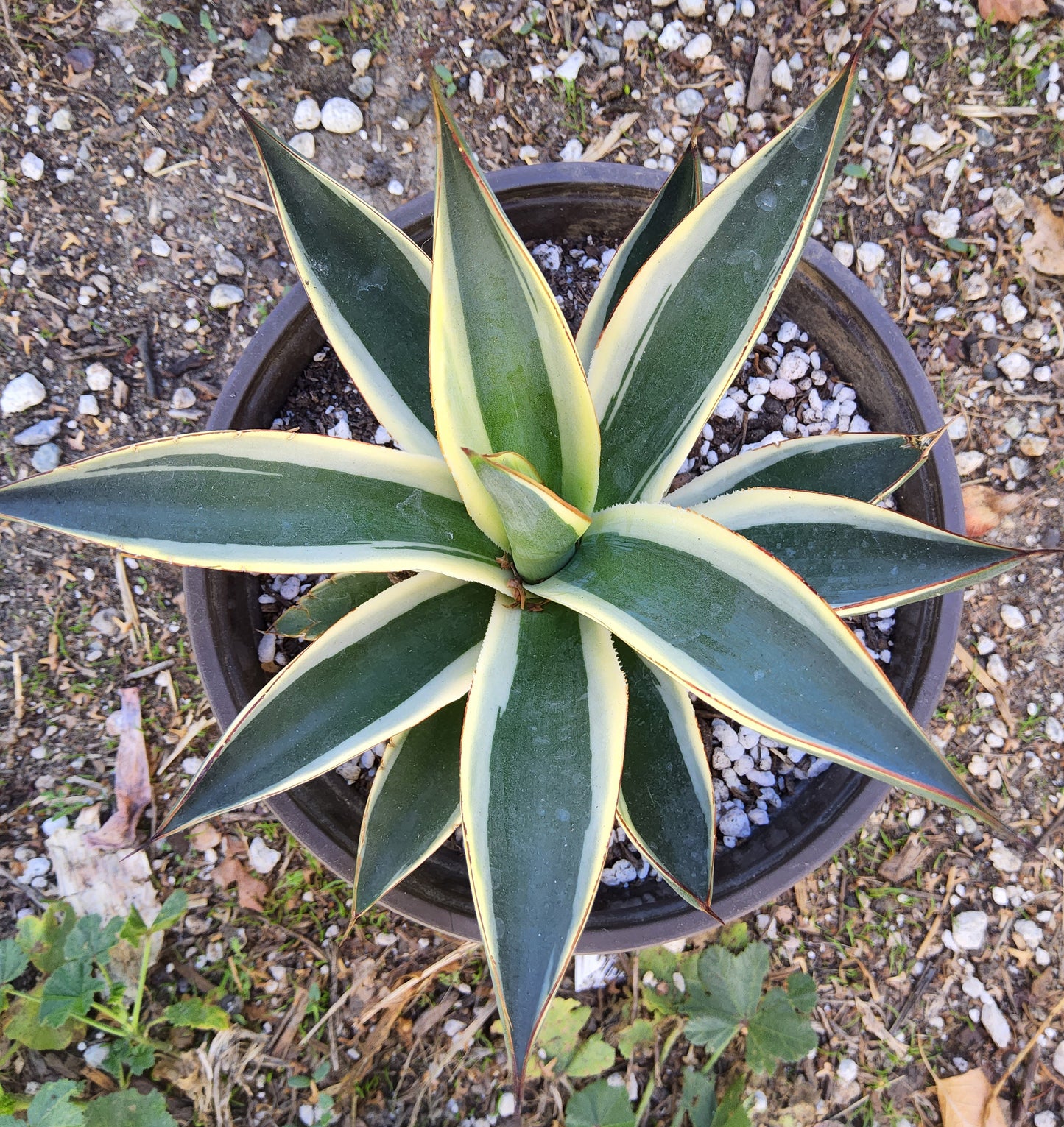 Agave 'Snow Glow' Live Succulent Growing in 6 Inch