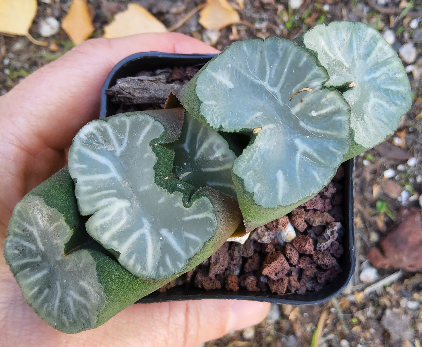 Haworthia truncata Hakua Live Succulent Growing in a 2.5 Inch