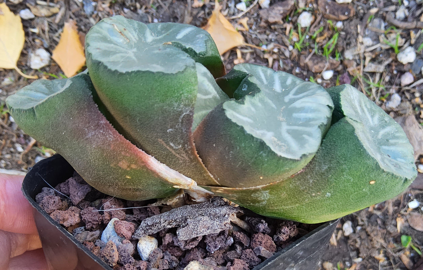 Haworthia truncata Hakua Live Succulent Growing in a 2.5 Inch