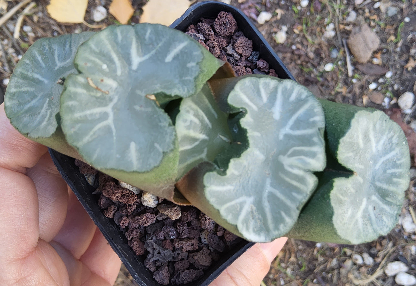 Haworthia truncata Hakua Live Succulent Growing in a 2.5 Inch