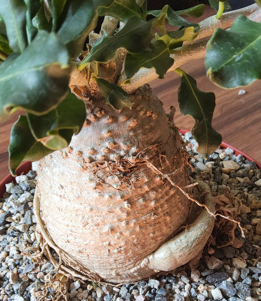 Huge Fockea edulis in 8 Inch Live Succulent/Caudex