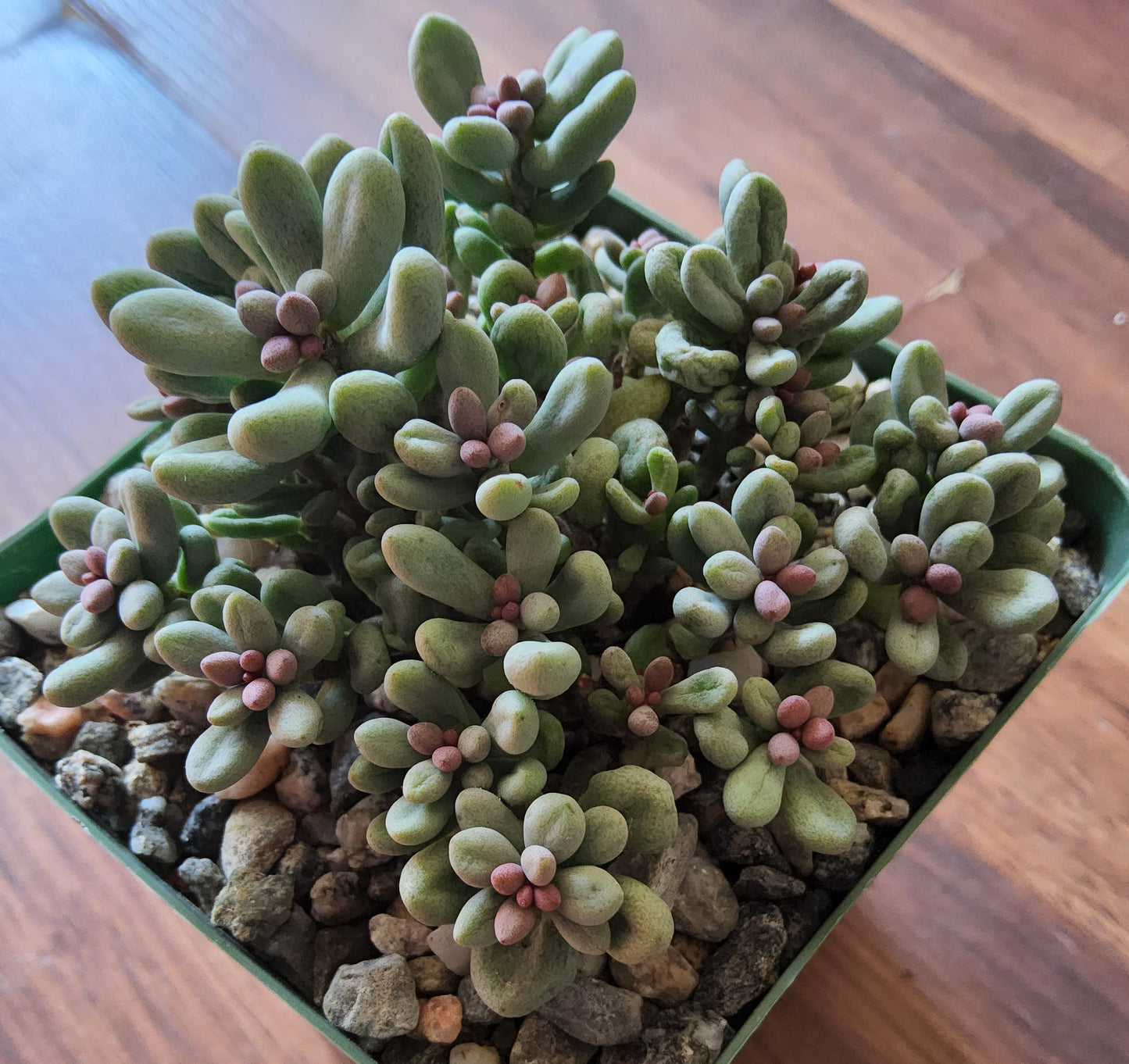 Tylecodon schaeferianus Live Succulent Growing in 4 Inch