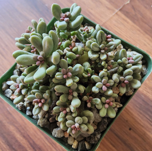 Tylecodon schaeferianus Live Succulent Growing in 4 Inch