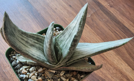 Gasteria 'Sakura Fuji' Live Succulent Growing in 4 Inch