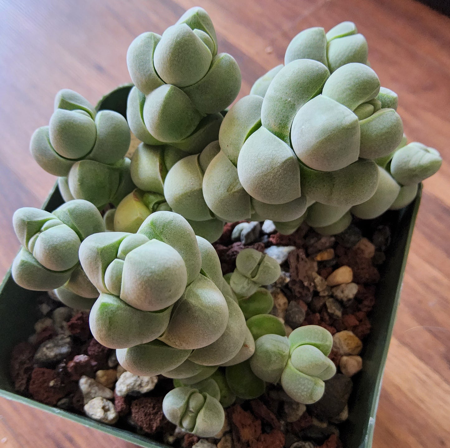 Crassula plegmatoides Live Succulent Growing in a 4 Inch