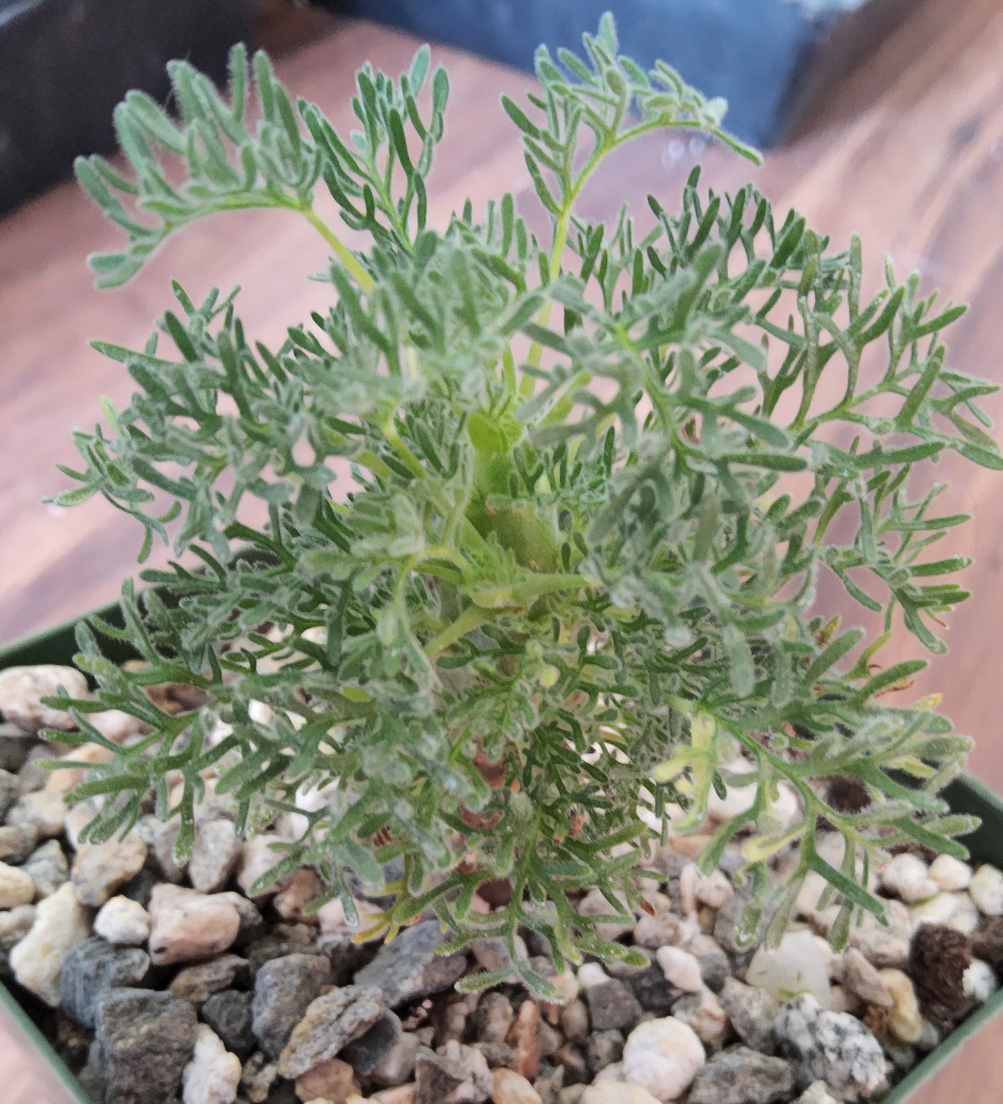 Sarcocaulon herrei Live Succulent Growing in 4 Inch