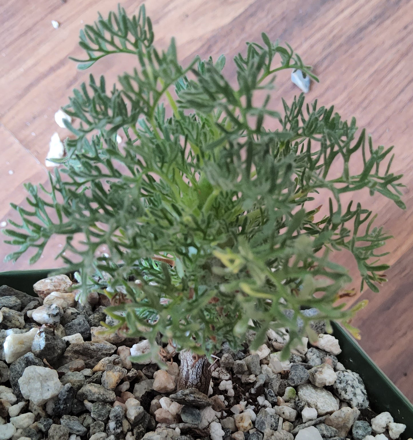 Sarcocaulon herrei Live Succulent Growing in 4 Inch