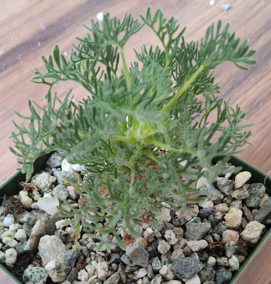 Sarcocaulon herrei Live Succulent Growing in 4 Inch