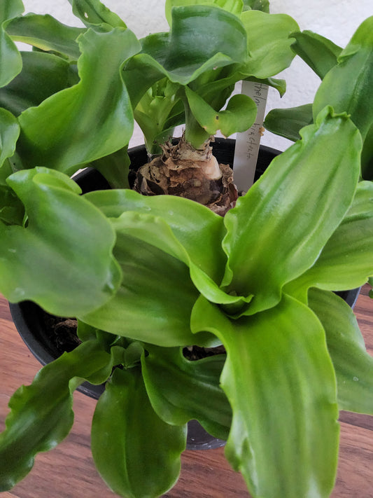 Old Velthemia bracteata Live Succulent Growing in a 2 Gallon