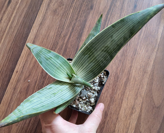 Aloe karasbergensis Live Succulent Growing in 4 Inch
