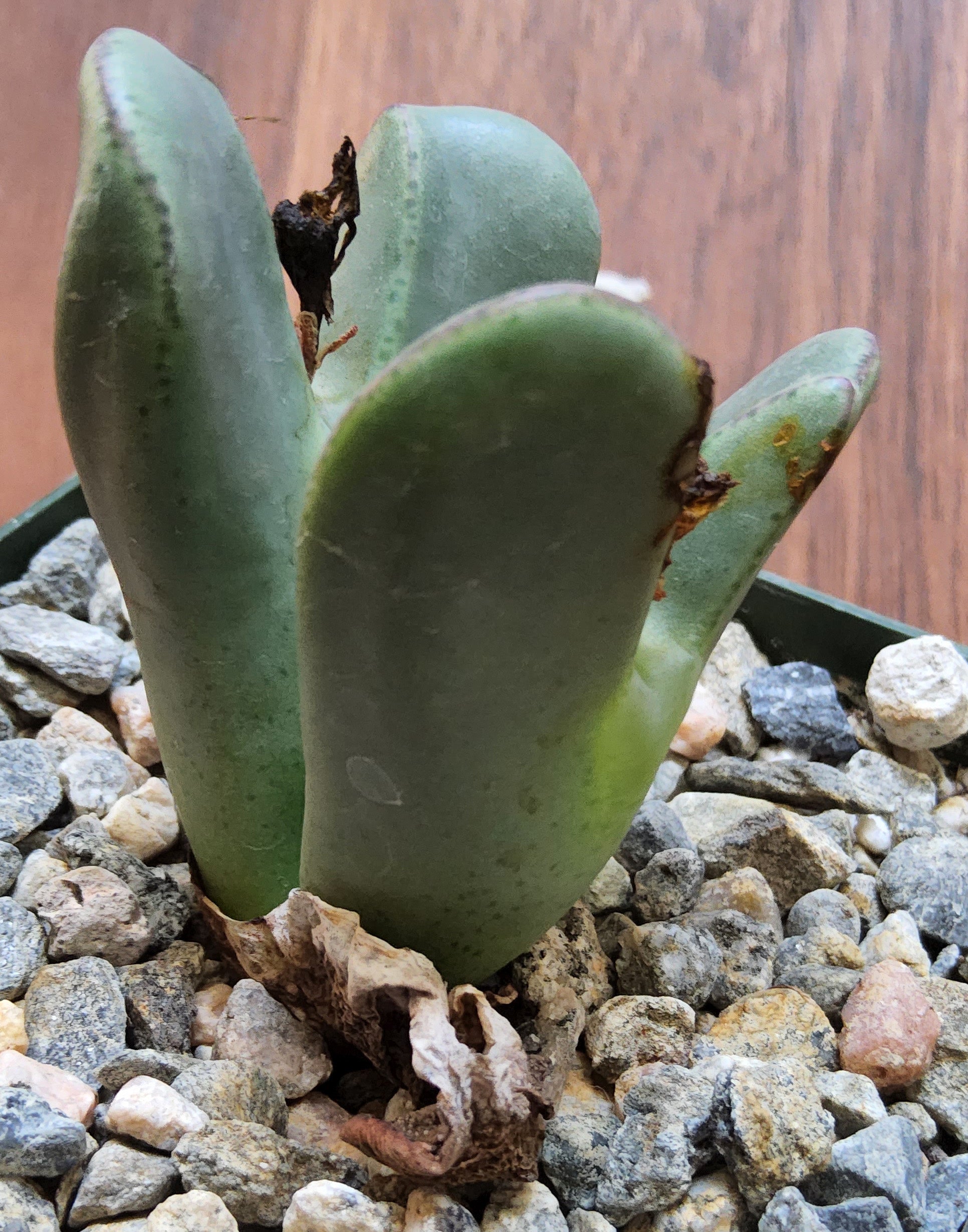 conophytum succulent Conophytum bilobum Live Succulent Growing in 4 Inch – Phoenix Rising Succulents
