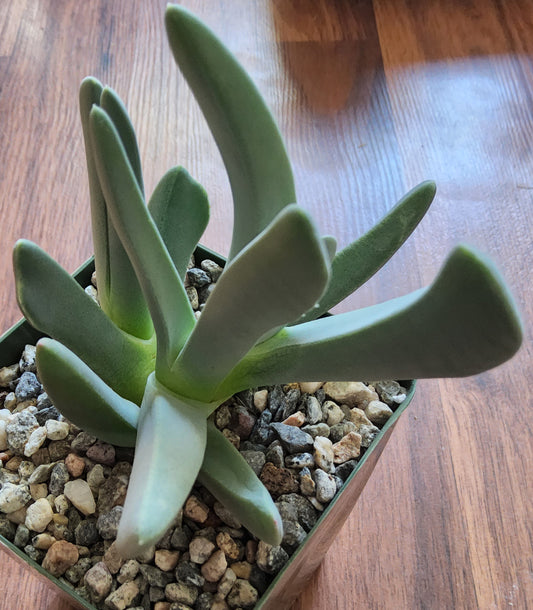 Cheiridopsis denticulata Live Succulent Growing in 4 Inch