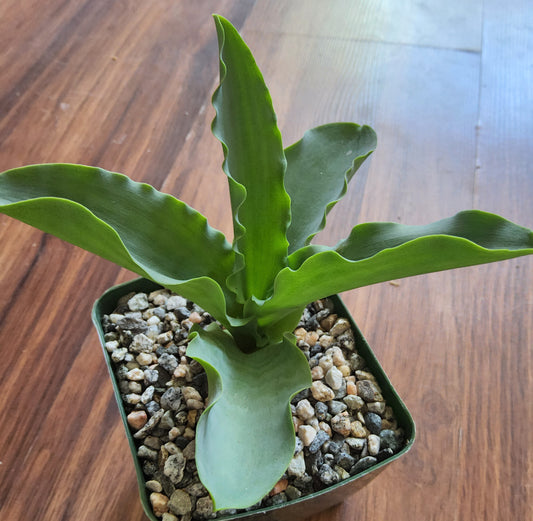 Veltheimia capensis Live Succulent Growing in 4 Inch