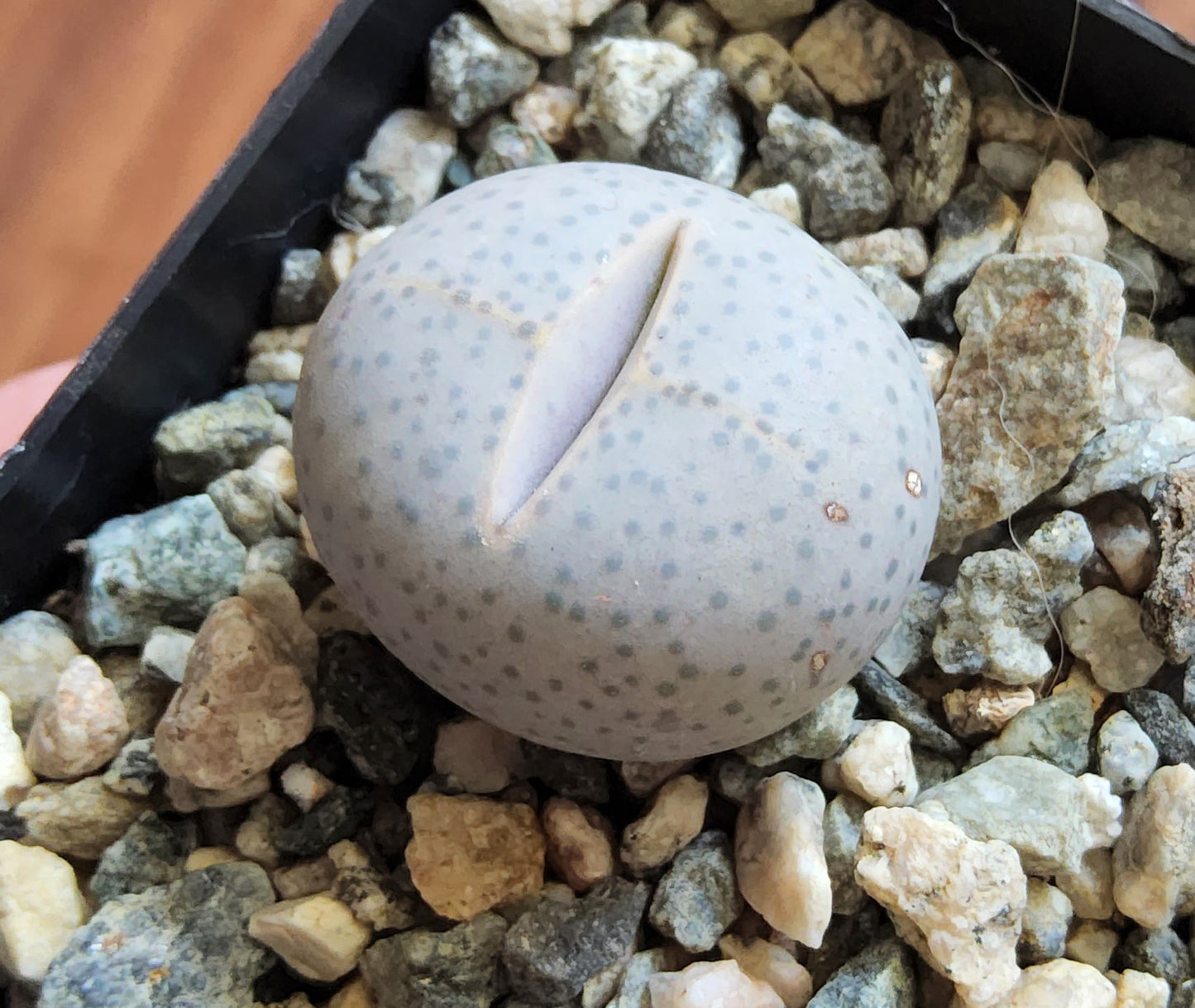 Dinteranthus wilmotianus Live Succulent Growing in a 2.5 Inch