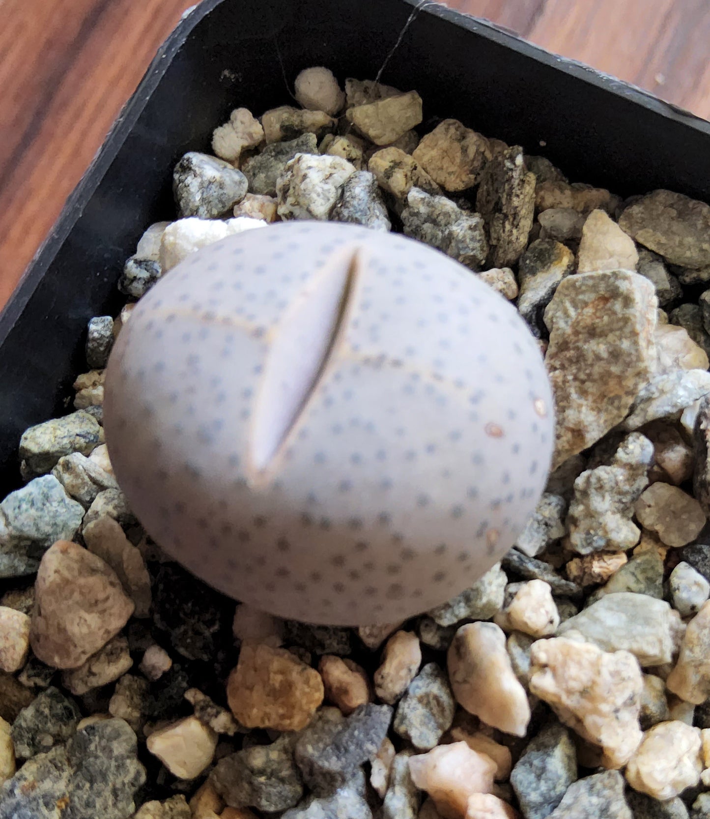 Dinteranthus wilmotianus Live Succulent Growing in a 2.5 Inch