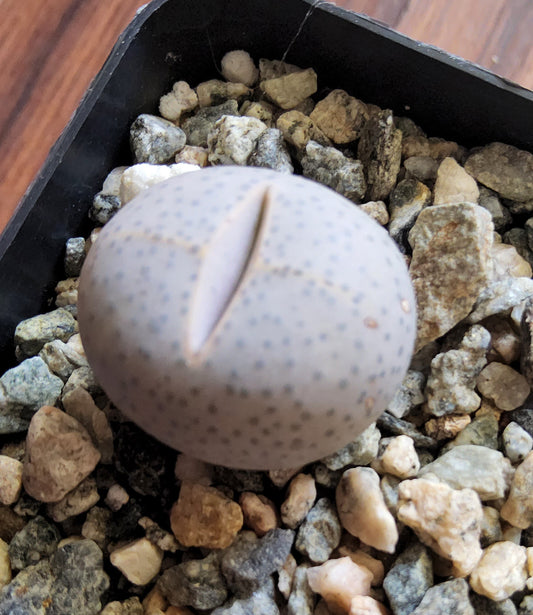 Dinteranthus wilmotianus Live Succulent Growing in a 2.5 Inch