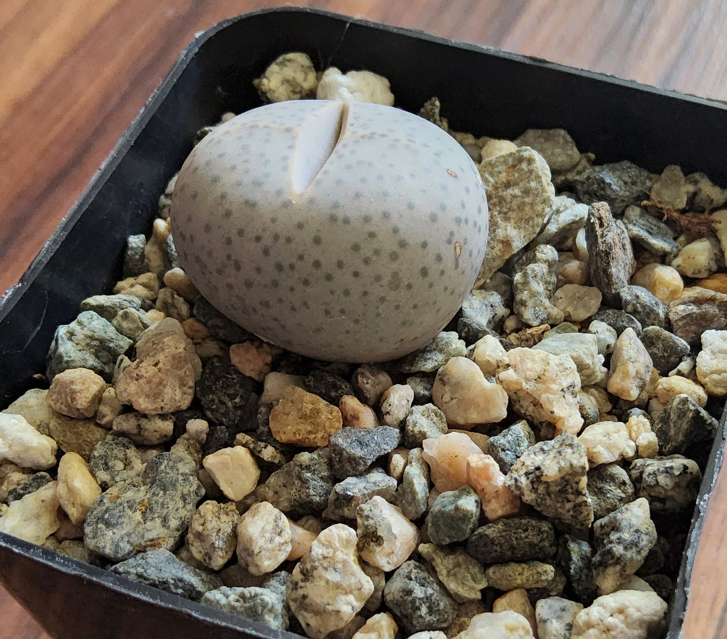 Dinteranthus wilmotianus Live Succulent Growing in a 2.5 Inch