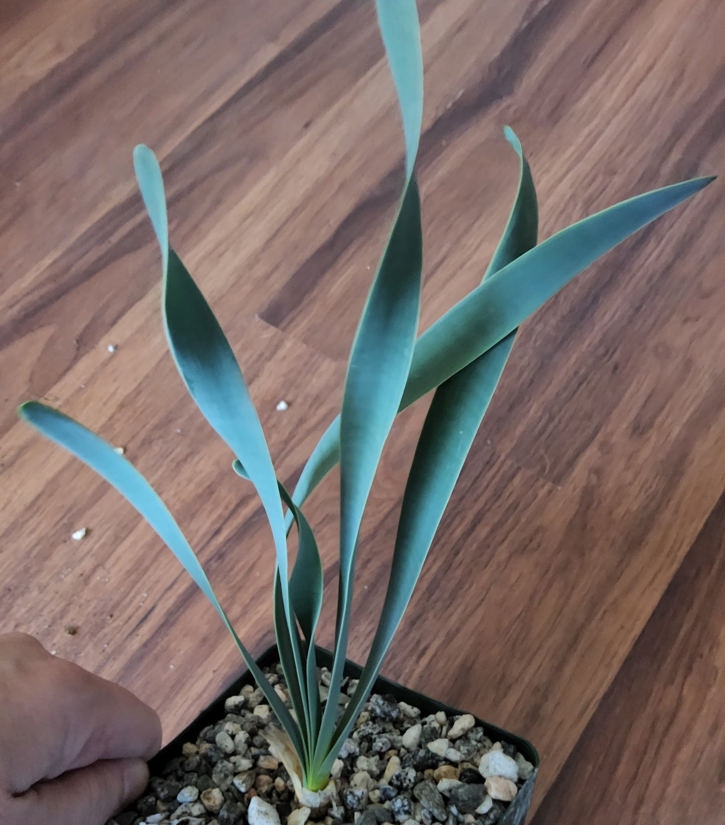 Boophone haemanthoides Live Succulent Growing in 5 Inch
