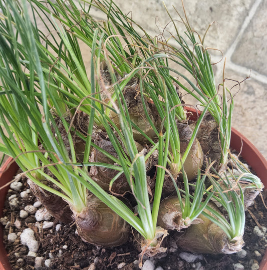 Albuca polyphylla 'Augrabies Hills' Live Succulent Growing in 5 Inch