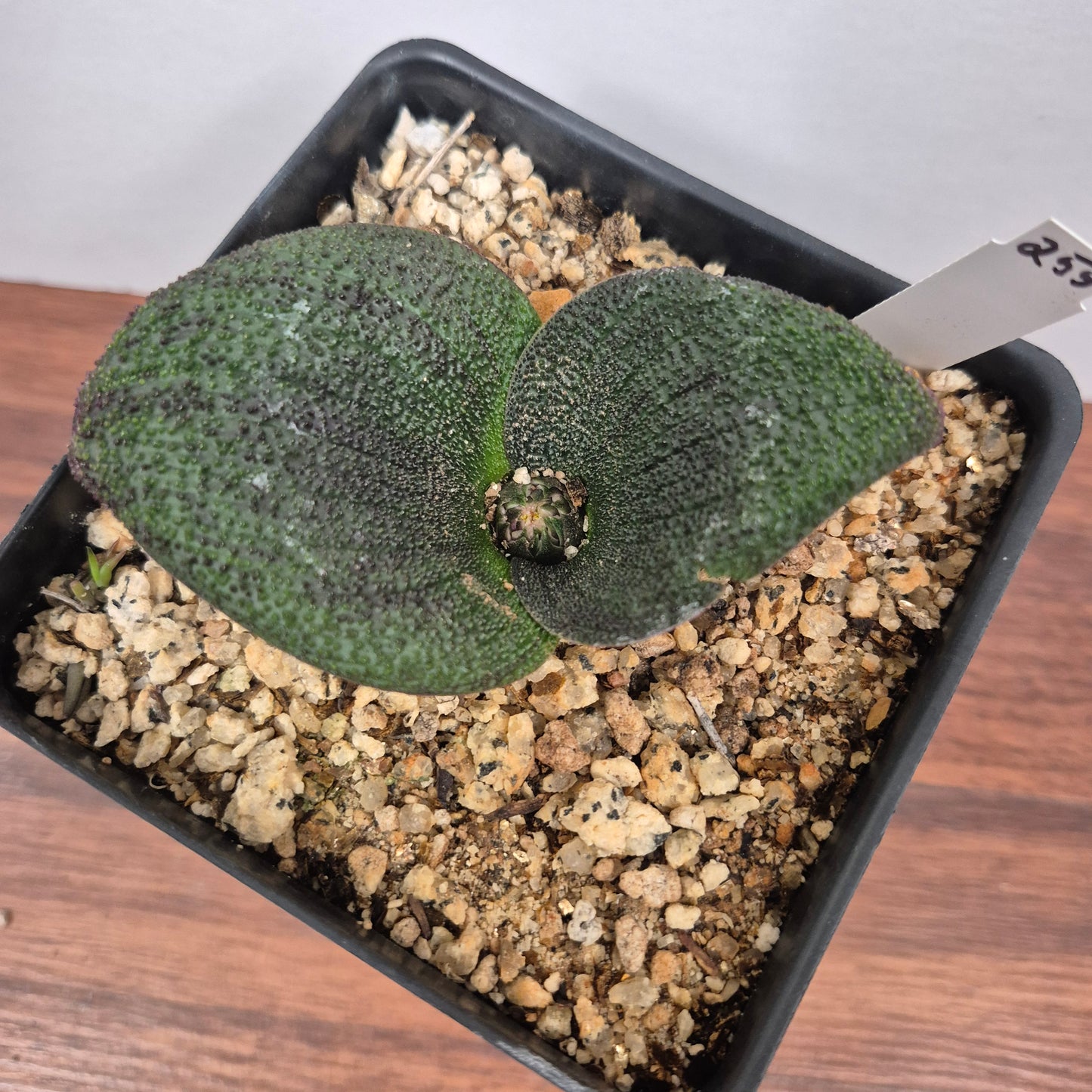 Massonia pustulata (#255) Live Succulent in 5 Inch - Exact Plant