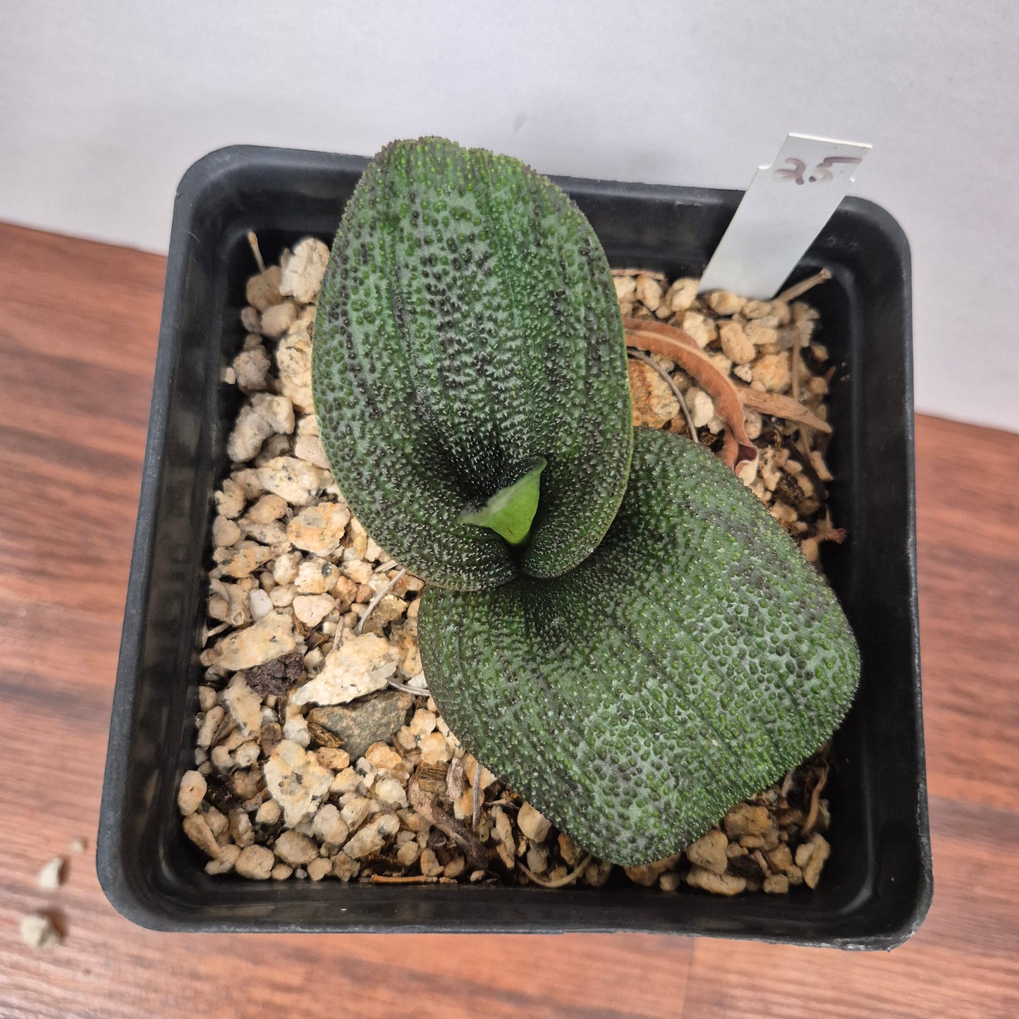 Massonia pustulata (#25) Live Succulent in 5 Inch - Exact Plant