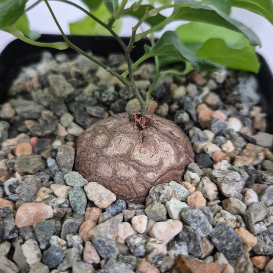 Dioscorea elephantipes (#143) Live Succulent in 5 Inch - Exact Plant