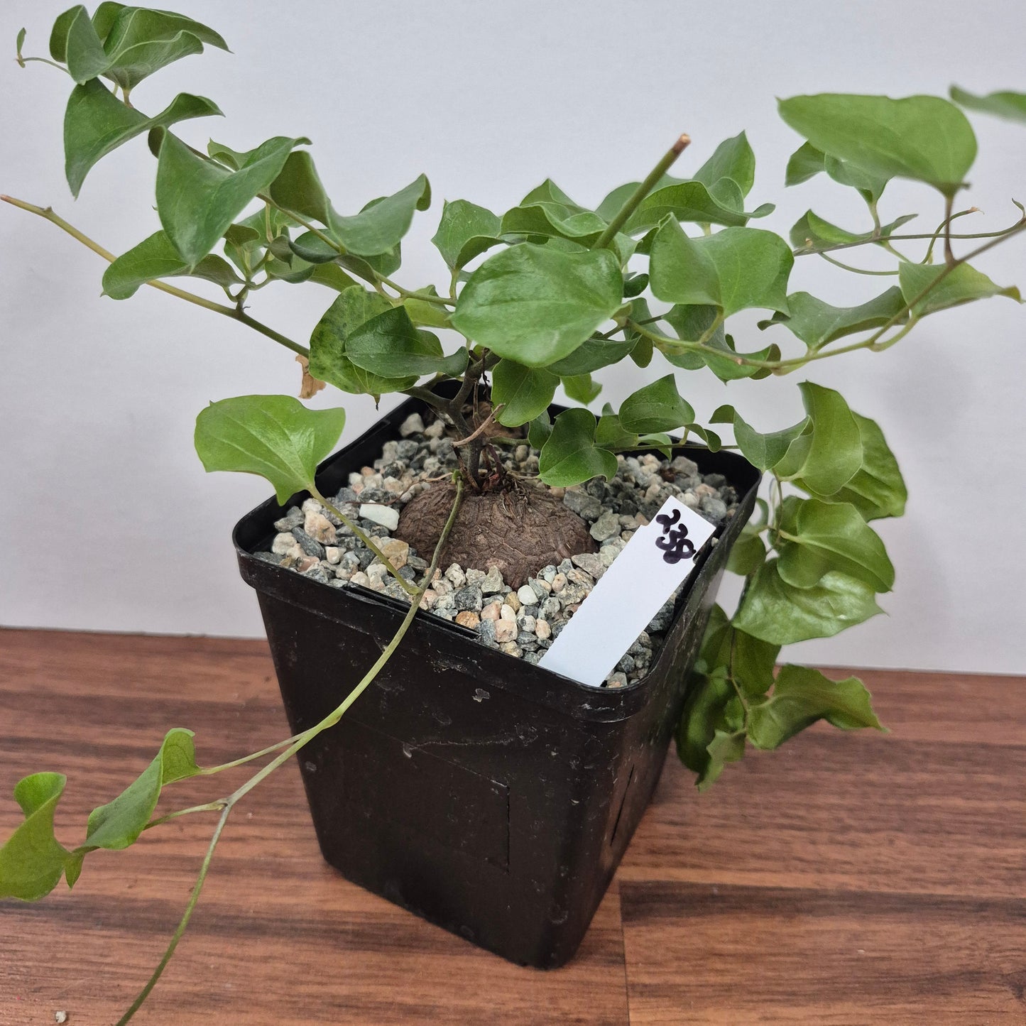 Dioscorea elephantipes (#238) Live Succulent in 5 Inch - Exact Plant