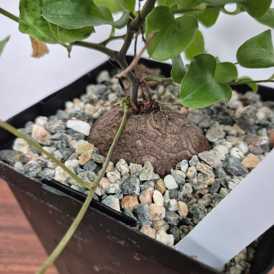 Dioscorea elephantipes (#238) Live Succulent in 5 Inch - Exact Plant