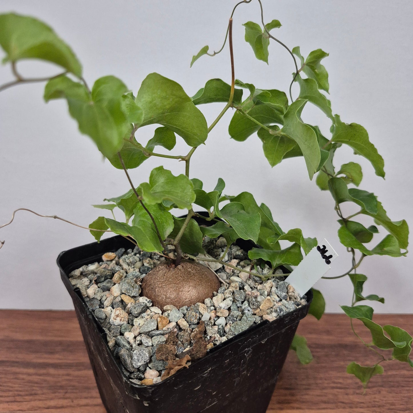Dioscorea elephantipes (#266) Live Succulent in 5 Inch - Exact Plant