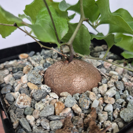 Dioscorea elephantipes (#266) Live Succulent in 5 Inch - Exact Plant