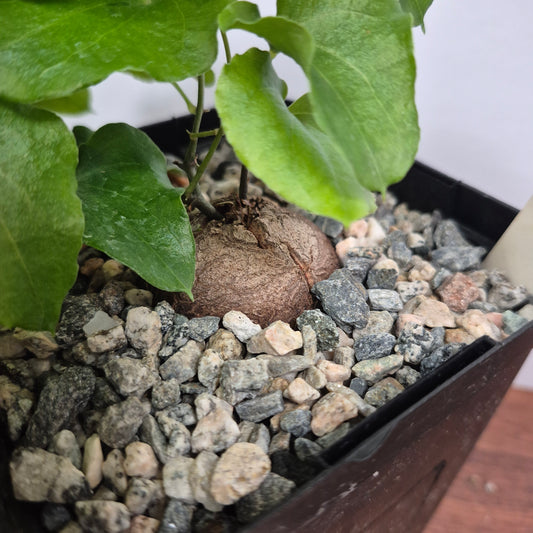 Dioscorea elephantipes (#5) Live Succulent in 5 Inch - Exact Plant