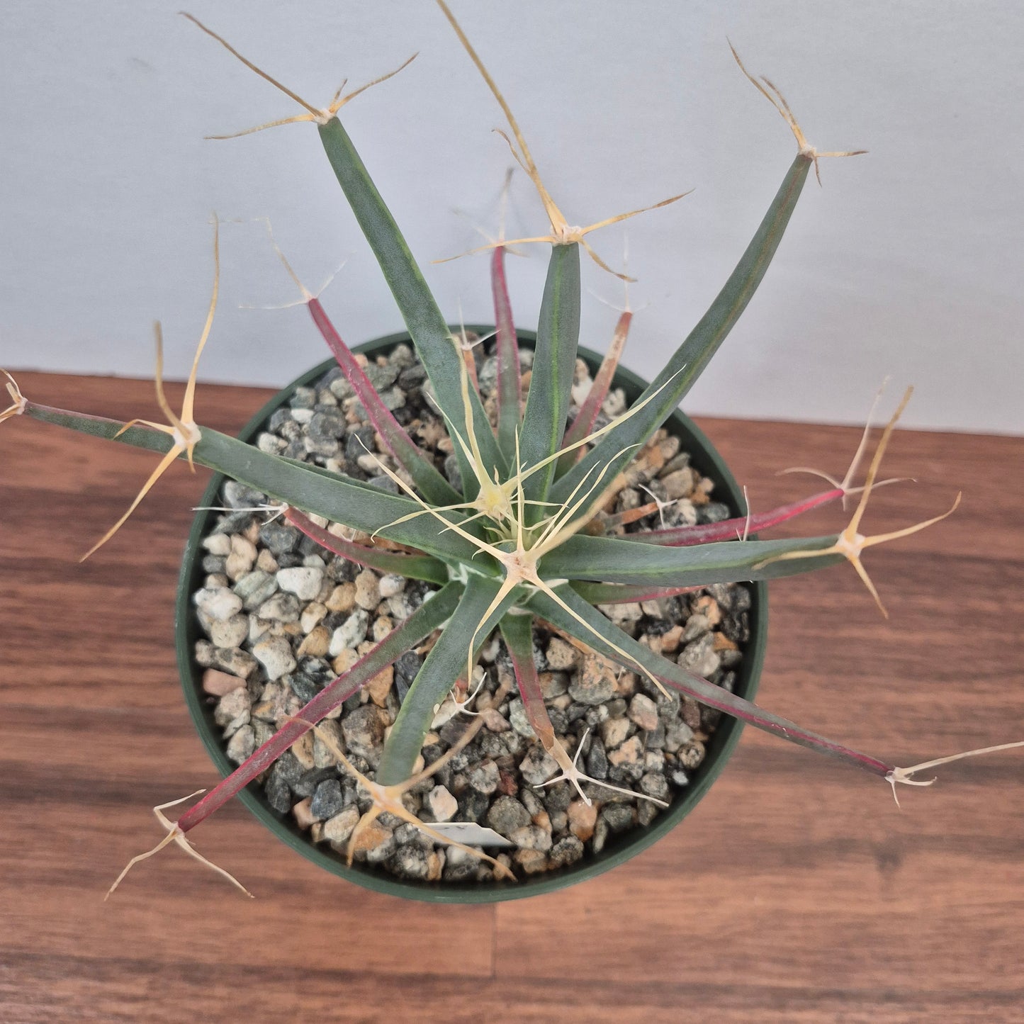 Leuchtenbergia principis (#51) Live Cactus in 5 Inch - Exact Plant