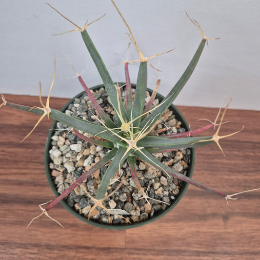 Leuchtenbergia principis (#51) Live Cactus in 5 Inch - Exact Plant