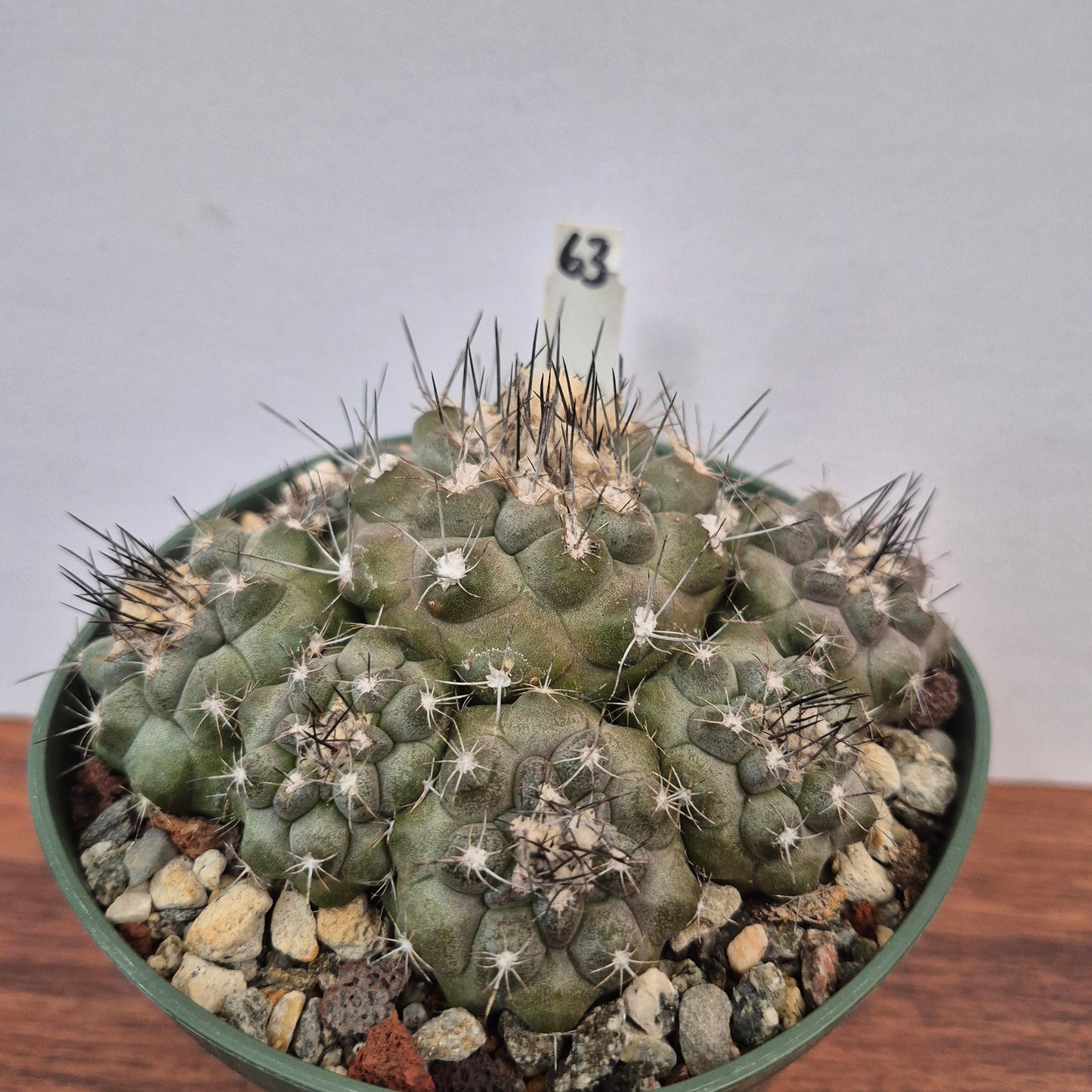 Copiapoa humilis (#63) Live Cactus in 5 Inch - Exact Plant