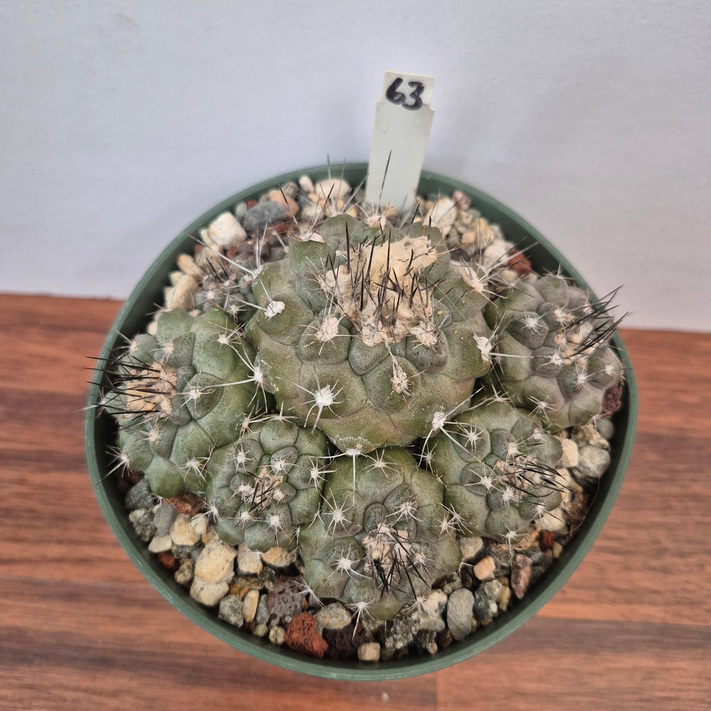 Copiapoa humilis (#63) Live Cactus in 5 Inch - Exact Plant