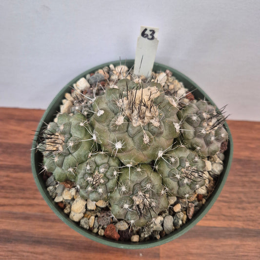 Copiapoa humilis (#63) Live Cactus in 5 Inch - Exact Plant