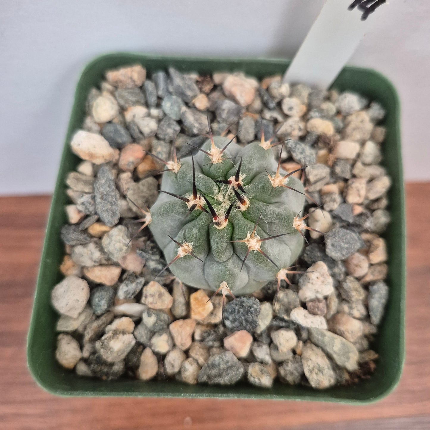 Acanthocalycium glaucum (#244) Live Cactus in 4 Inch - Exact Plant