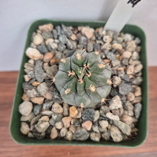 Acanthocalycium glaucum (#244) Live Cactus in 4 Inch - Exact Plant