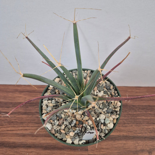 Leuchtenbergia principis (#241) Live Cactus in 5 Inch - Exact Plant