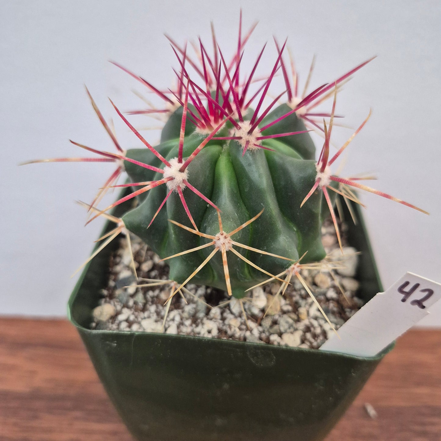 Ferocactus stainesii v pilosus (#42) Live Cactus in 4 Inch - Exact Plant