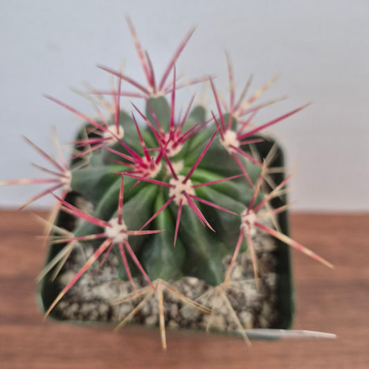 Ferocactus stainesii v pilosus (#42) Live Cactus in 4 Inch - Exact Plant