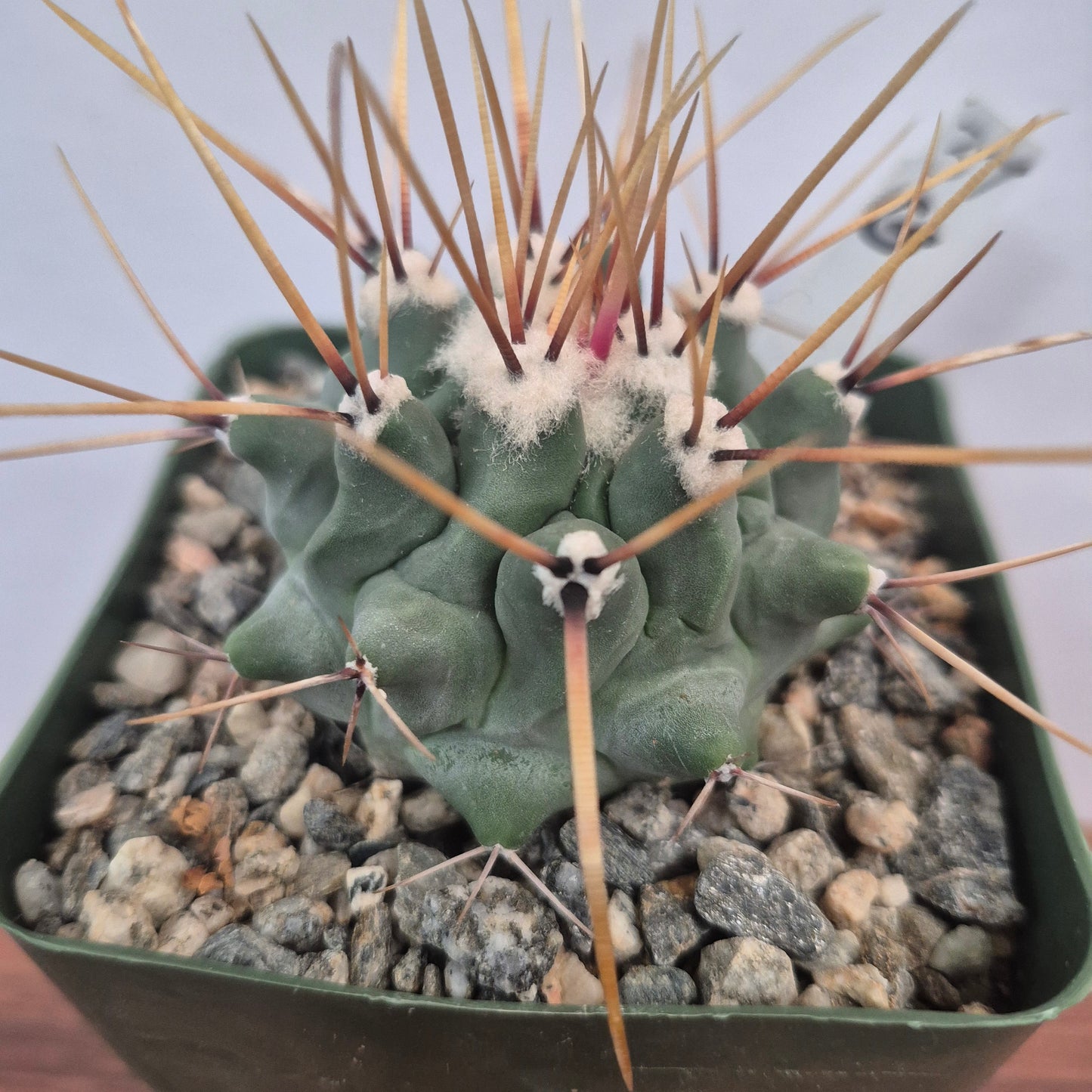 Thelocactus rinconensis var. lophothele (#37) Live Cactus in 4 Inch - Exact Plant