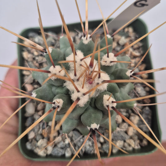 Thelocactus rinconensis var. lophothele (#37) Live Cactus in 4 Inch - Exact Plant