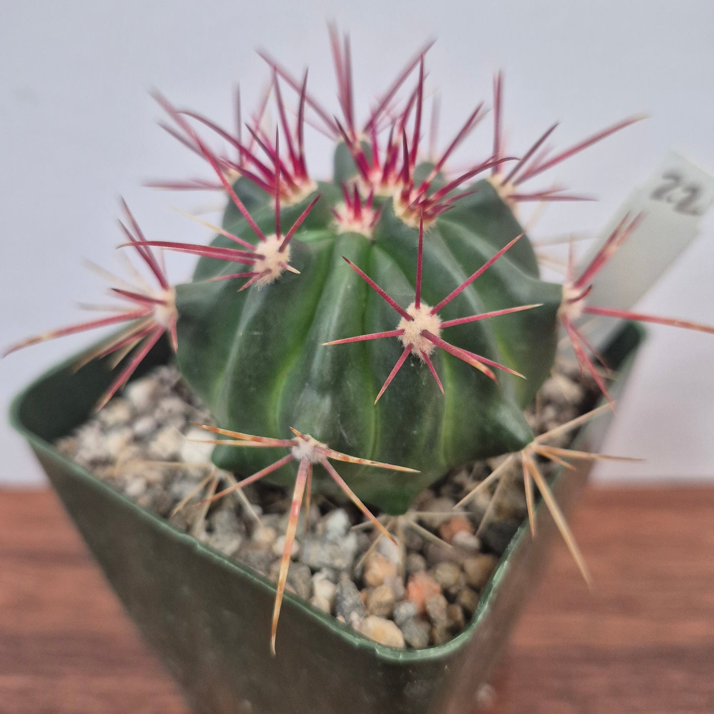 Ferocactus stainesii v pilosus (#22) Live Cactus in 4 Inch - Exact Plant