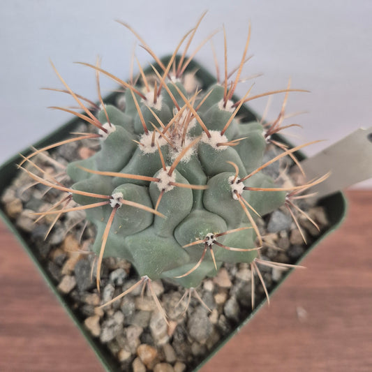 Thelocactus rinconensis var. lophothele (#81) Live Cactus in 4 Inch - Exact Plant